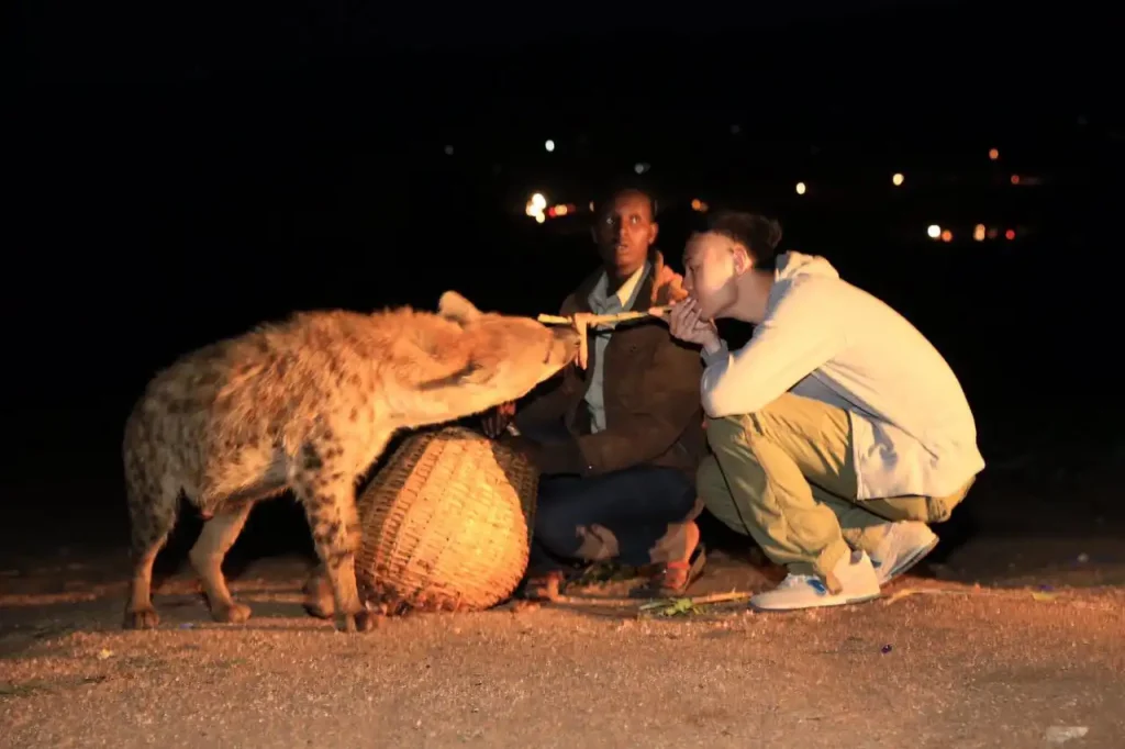 A Tanian Ethiopia Tours client hand-feeds a wild hyena in Harar, Ethiopia, under the guidance of a 'Hyena Man'. The hyena is accepting meat from a stick held by the client. The scene is dimly lit, capturing the nighttime hyena feeding ritual.