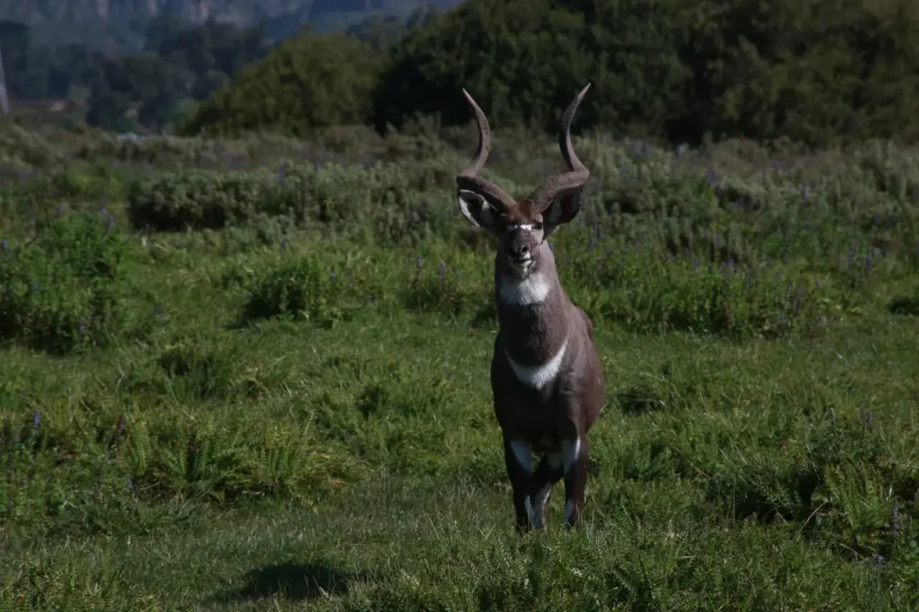 A medium shot photograph of a male Mountain Nyala standing in a grassy field of Bale Mountain. The animal faces forward, looking slightly off-center to the right. Its most prominent feature is its large, spiraling horns, which are thick and ridged. The Mountain Nyala has a dark greyish-brown coat with faint white markings on its face and throat. It stands in a natural habitat of green grasses and shrubs, with blurred vegetation in the background. The image highlights the distinctive features of a Mountain Nyala buck.