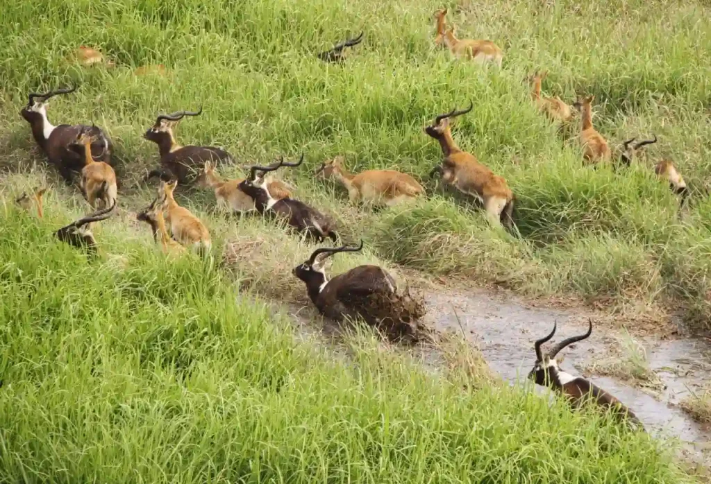 A scene from Gambela National Park, showing a group of Lechwe (likely Nile Lechwe) in tall, green grasses. The antelopes, with their reddish-brown fur and elegantly curved horns, blend somewhat with the vegetation. Some are alert and standing, while others rest. The image illustrates the natural camouflage and habitat of these wetland-adapted antelopes within Gambela National Park.
