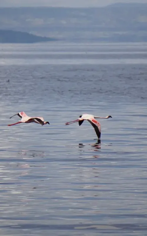 Various bird species, such as flamingos or pelicans, gathered on the shores of Lake Abijatta or Shalla in Abijatta-Shalla Lakes National Park.