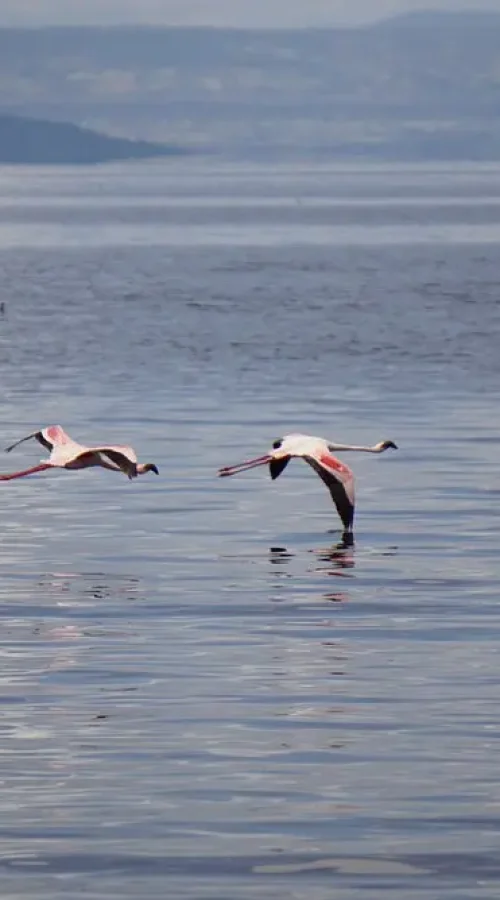 Various bird species, such as flamingos or pelicans, gathered on the shores of Lake Abijatta or Shalla in Abijatta-Shalla Lakes National Park.