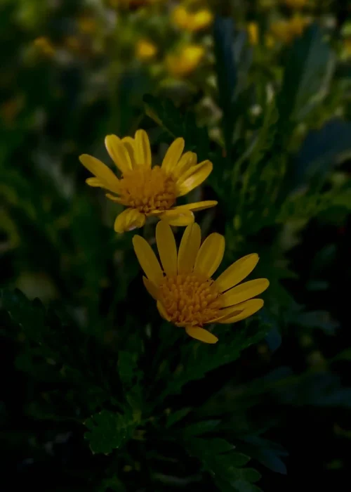 Close-up photograph of yellow Adey Abeba (likely Bidens or Coreopsis species) wildflowers. These flowers are traditionally associated with the Ethiopian New Year and signify renewal and fresh starts.