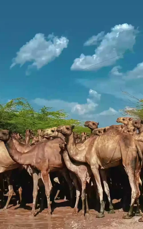 Afar Camels Market