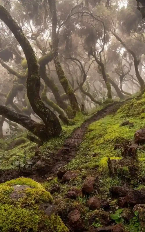 A photograph shows a winding path leading through the dense and misty Harenna Forest in Bale Mountains National Park, Ethiopia. The path is earthen, lined with mossy rocks, and passes under tall, slender trees with lichen-covered, twisting branches. A thick mist pervades the forest, creating a soft, diffused light and an atmosphere of mystery and tranquility. The forest floor is lush with green moss and fallen leaves. The image captures the enchanting beauty of a path within the Harenna Forest cloud forest of Bale Mountains.