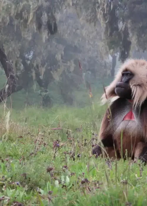 A gelada monkey, an ancient primate species, sits peacefully in the rugged landscape of Simien Mountains National Park, Ethiopia.