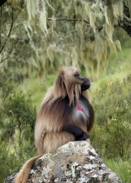 A gelada monkey, also known as the bleeding-heart baboon, in the Simien Mountains of Ethiopia. This species is endemic to the Ethiopian Highlands.