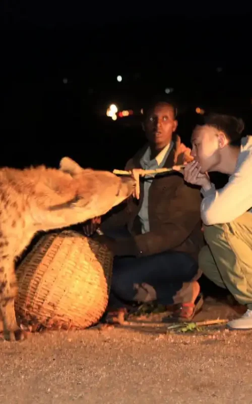 A Tanian Ethiopia Tours client hand-feeds a wild hyena in Harar, Ethiopia, under the guidance of a 'Hyena Man'. The hyena is accepting meat from a stick held by the client. The scene is dimly lit, capturing the nighttime hyena feeding ritual.
