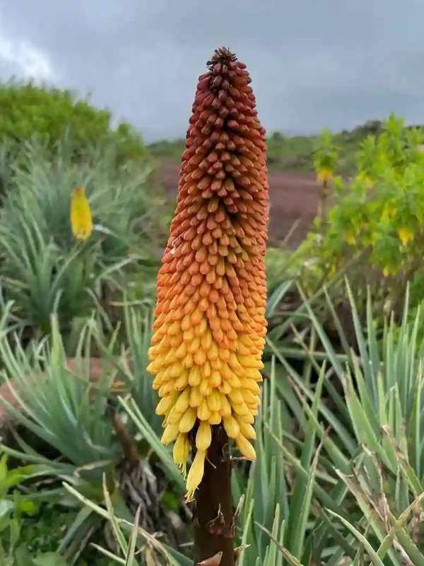Kniphofia foliosa in Bale Mountains