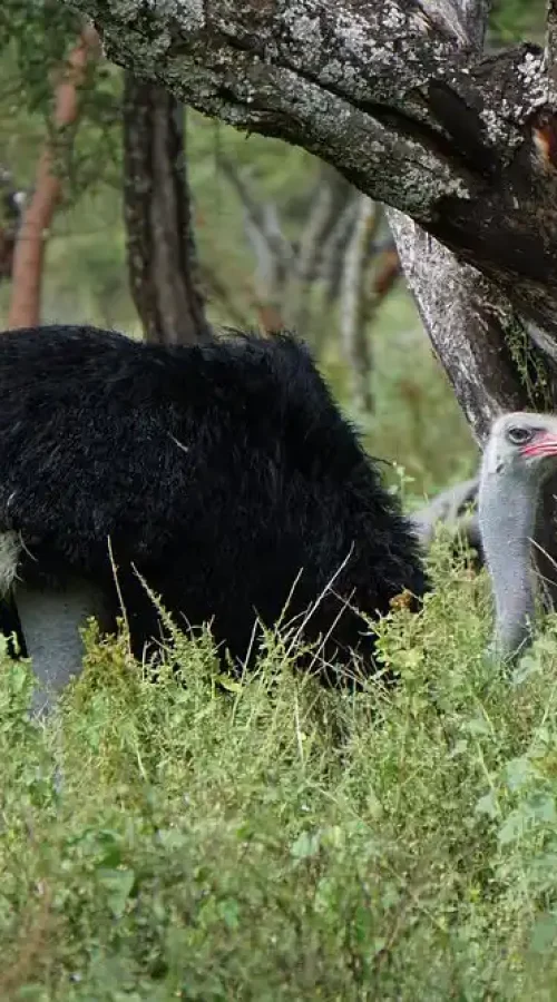 A male ostrich with striking black and white feathers stands amidst lush greenery in Abijata-Shalla Lakes National Park, Ethiopia.