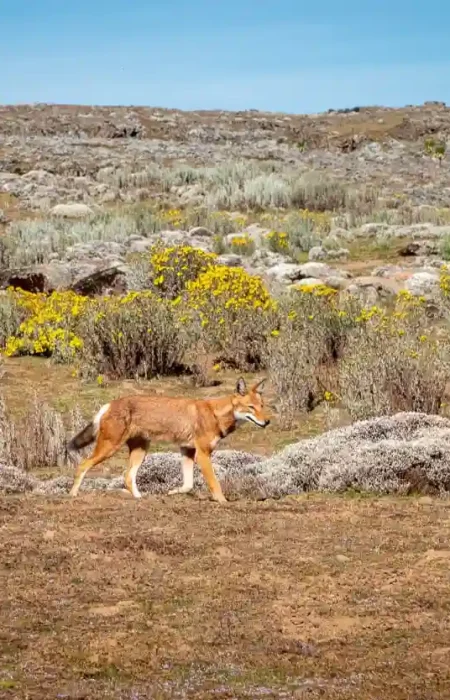 A photograph shows an Ethiopian Wolf walking across a grassy, high-altitude landscape in Bale Mountains National Park, Ethiopia. The wolf has a distinctive reddish-ginger coat and a slender build. The background features dry grasses, low shrubs, and rocky outcrops under a clear blue sky. The image captures the endangered Ethiopian Wolf in its natural Bale Mountains habitat.